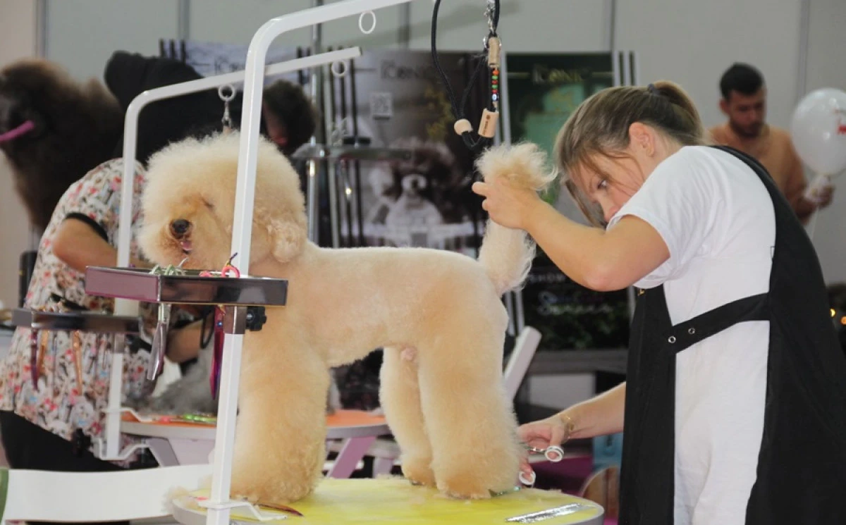 EVCİL HAYVAN SEKT&Ouml;R&Uuml;N&Uuml;N BULUŞMA NOKTASI