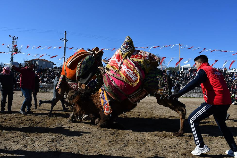  YATAĞAN BELEDİYESİ GELENEKSEL DEVE GÜREŞİ FESTİVALİ, 21 OCAK’TA